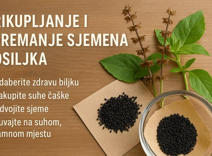 Kako Sačuvati Sjeme Bosiljka za Sljedeće Sezone: Vodič za Početnike i Iskusne Vrtlare
