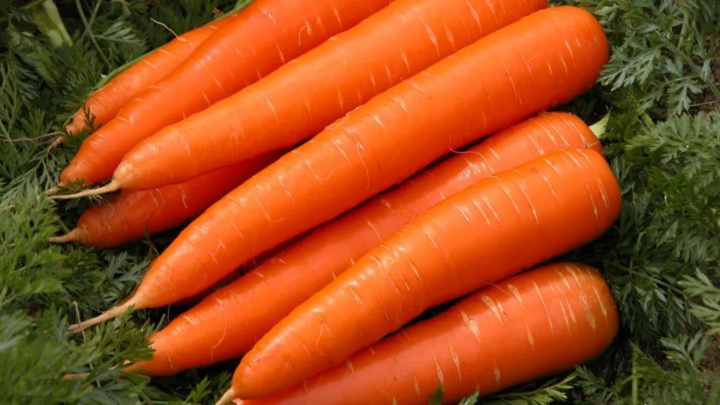 Kako Uzgojiti Mrkvu – Sveobuhvatan Vodič za Uspješan Uzgoj Mrkve
