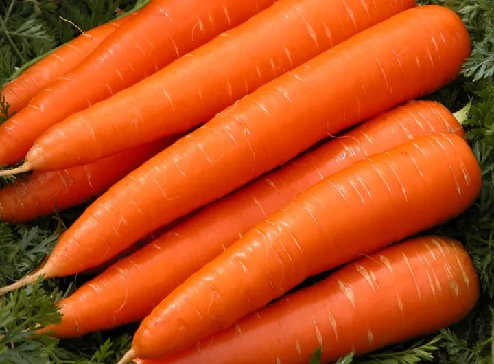 Kako Uzgojiti Mrkvu – Sveobuhvatan Vodič za Uspješan Uzgoj Mrkve