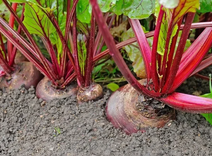 Kako Uzgojiti Ciklu – Detaljan Vodič za Uspješan Uzgoj i Njegu