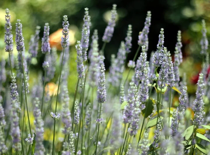 Ljekovito Bilje: Samooplodne Biljke i Druge Vrste Oprašivanja – Potpuni Vodič