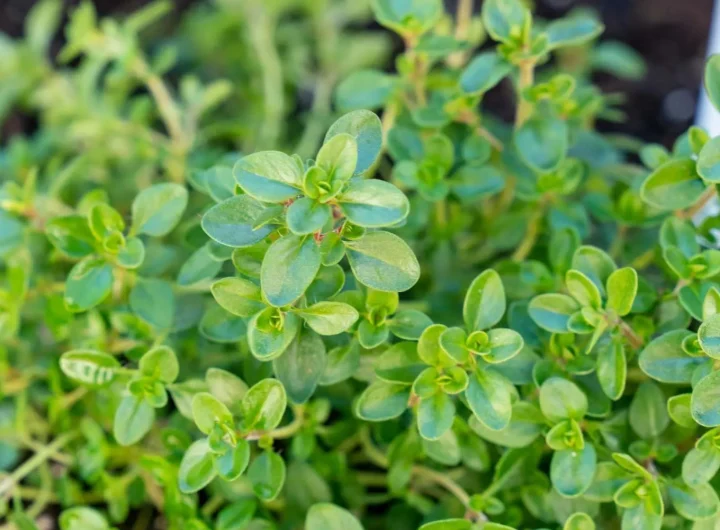 Timijan (Majčina Dušica) – Medonosna i Samooplodna Biljka od Neprocjenjive Vrijednosti za Vrt i Prirodu