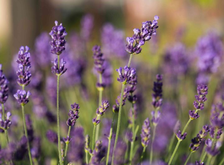 Lavanda – Karakteristike, Uzgoj i Svestranost Mediteranske Kraljice