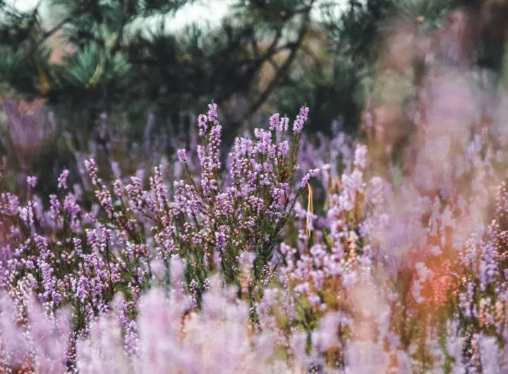 Kako Sačuvati Sjeme Lavande – Potpuni Vodič za Uspješan Uzgoj