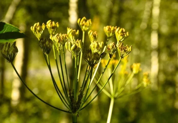 Kako Sačuvati Sjeme Ljupčaca za Buduće Sezone: Kompletan Vodič za Vrtlare i Ljubitelje Bilja