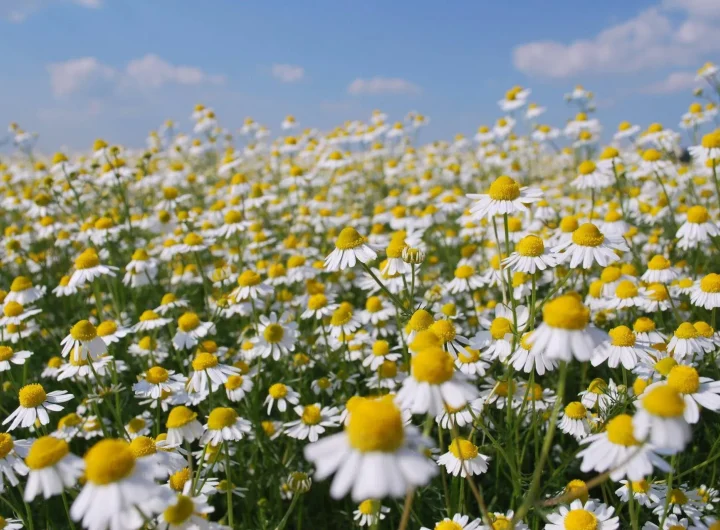 Kako Sakupljati Sjeme Kamilice – Detaljan Vodič za Uspješan Uzgoj