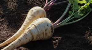 🥕 Pastrvnjak – Vrste, Uzgoj, Razlike, Kulinarska Upotreba i Nutritivne Prednosti