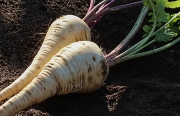 🥕 Pastrnjak – Vrste, Uzgoj, Razlike, Kulinarska Upotreba i Nutritivne Prednosti