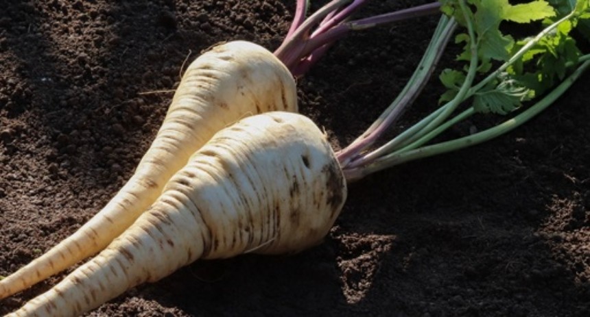 🥕 Pastrvnjak – Vrste, Uzgoj, Razlike, Kulinarska Upotreba i Nutritivne Prednosti
