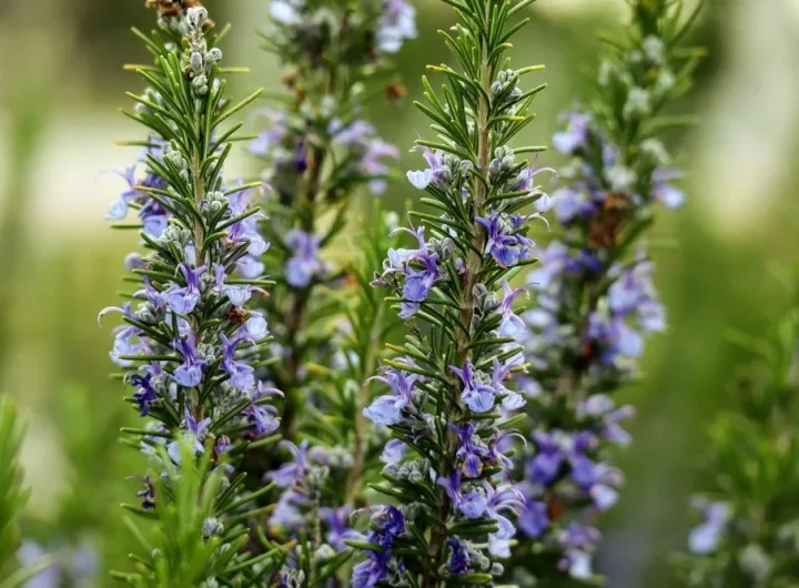 Ružmarin – Sve o Uzgoju, Karakteristikama i Primjeni Kralja Mediteranskog Bilja