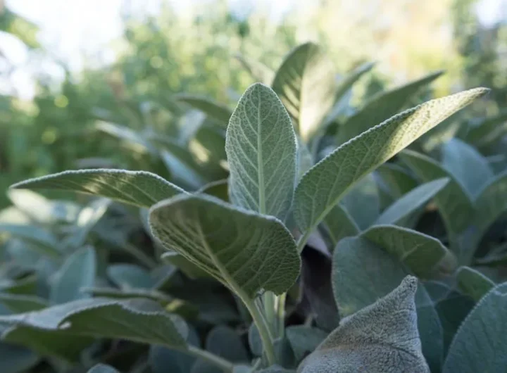 Kako Sačuvati Sjeme Kadulje za Buduće Sezone – Vodič za Vrtlare i Ljubitelje Ljekovitog Bilja