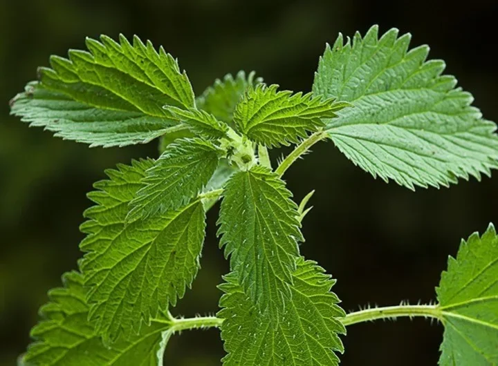 Kopriva – Karakteristike i Upotreba Moćne Ljekovite Biljke