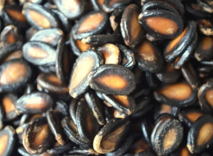 Kako Sačuvati Sjemenke Lubenice za Iduće Sezone – Vodič za Uspješan Uzgoj iz Vlastitog Sjemena