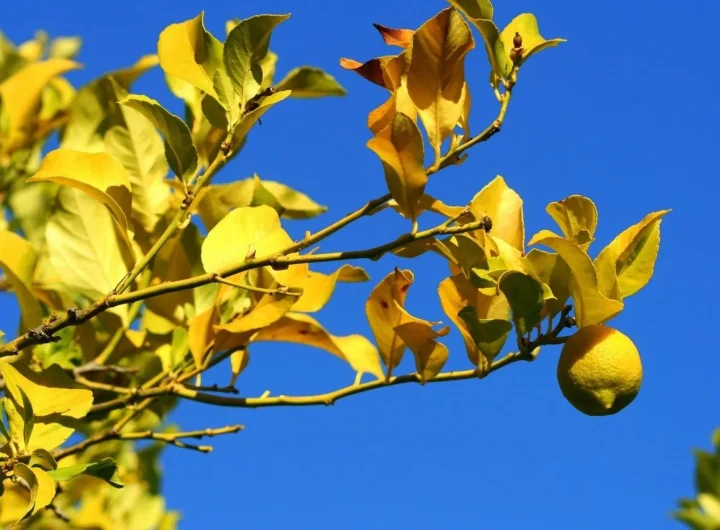 Kako Uzgajati Limun u Dalmaciji: Vodič za Početnike