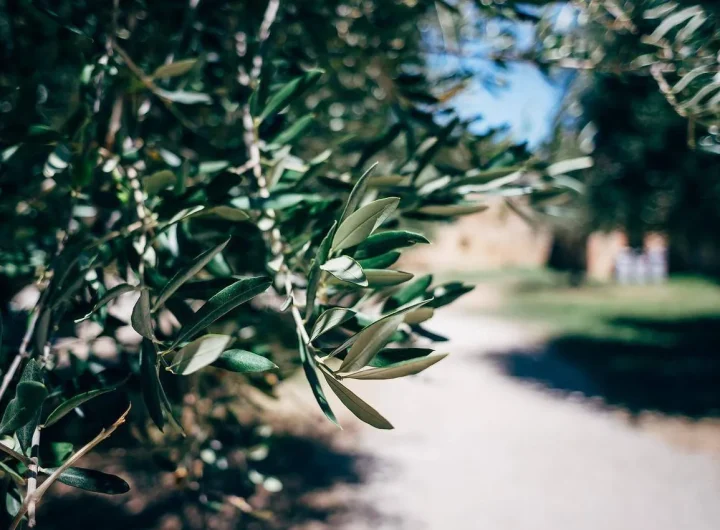 Najčešće Greške Kod Sadnje Maslina i Kako ih Izbjeći