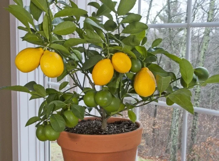 Kako Uzgojiti Limun iz Koštice Kod Kuće – Korak po Korak
