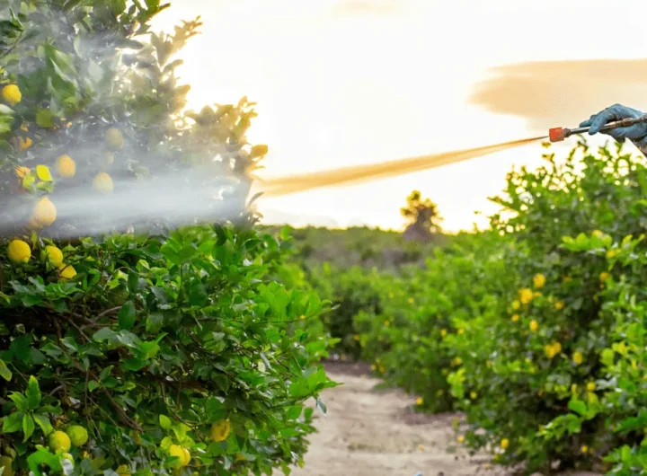 Kako Napraviti Vlastiti Prirodni Pesticid za Masline i Limun
