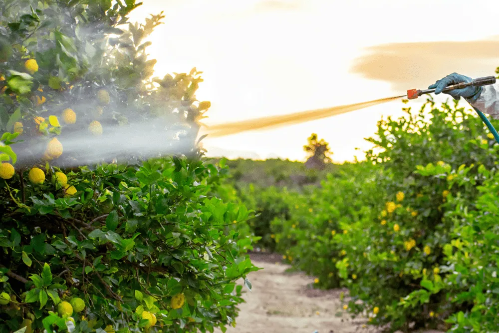 Kako Napraviti Vlastiti Prirodni Pesticid za Masline i Limun