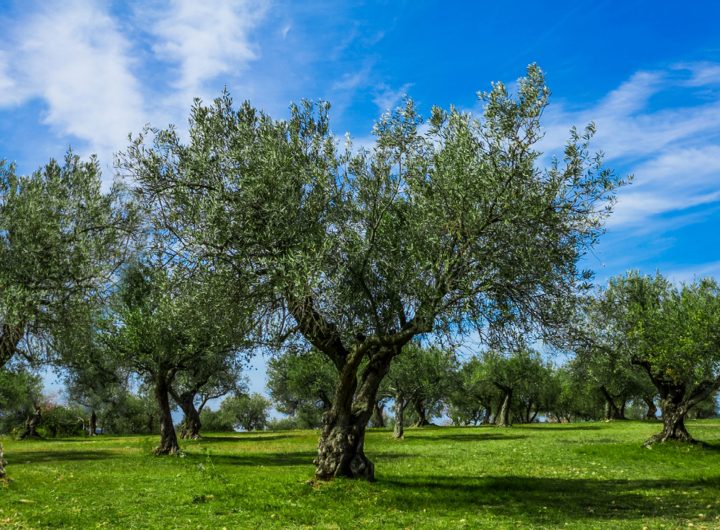 Uzgoj Picual Masline u Hrvatskoj – Vodič za Maslinare