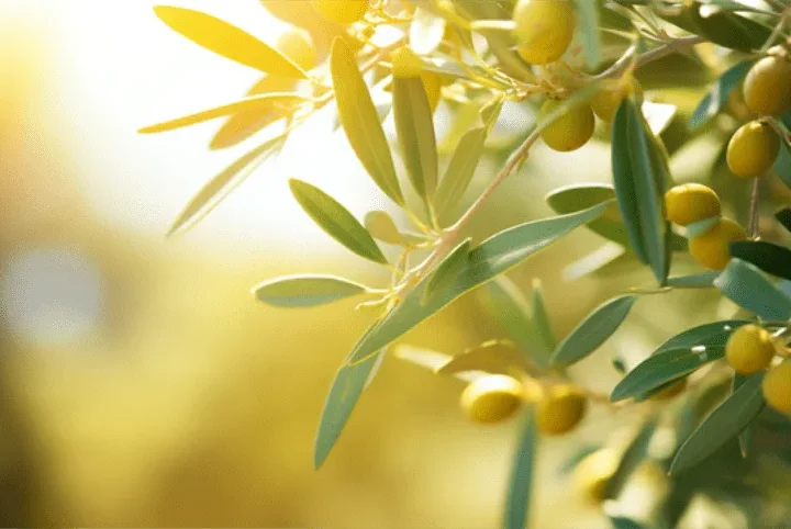 Čaj od Lišća Masline – Prirodni Saveznik Protiv Slobodnih Radikala i Bolesti Srca