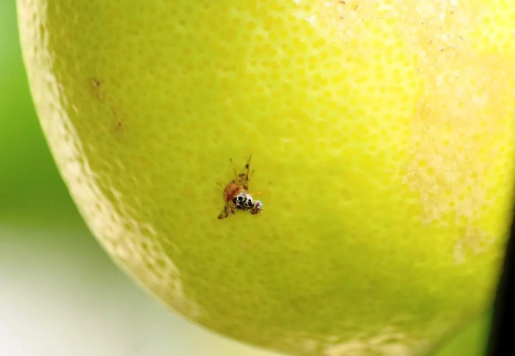 Citrusni Štetnici i Truljenje Plodova: Kako Prepoznati, Spriječiti i Kontrolirati Infestaciju