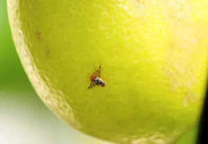 Citrusni Štetnici i Truljenje Plodova: Kako Prepoznati, Spriječiti i Kontrolirati Infestaciju