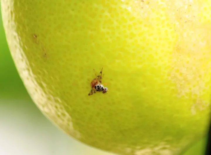 Citrusni Štetnici i Truljenje Plodova: Kako Prepoznati, Spriječiti i Kontrolirati Infestaciju
