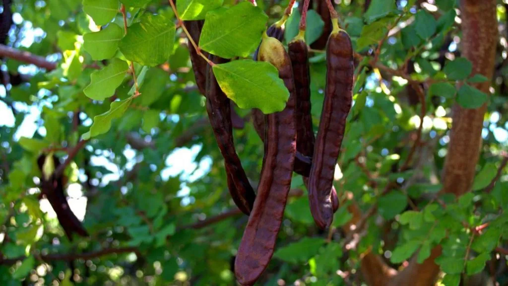 Rogač: Sve Što Trebate Znati o Karobu