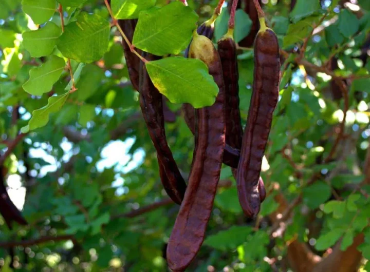 Rogač: Sve Što Trebate Znati o Karobu