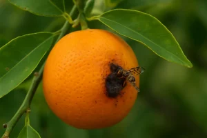 Citrusna Mušica i Zaštita Mandarina: Kako Spriječiti Truljenje Plodova Uzrokovano Malim Insektima