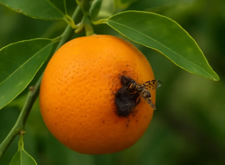 Citrusna Mušica i Zaštita Mandarina: Kako Spriječiti Truljenje Plodova Uzrokovano Malim Insektima