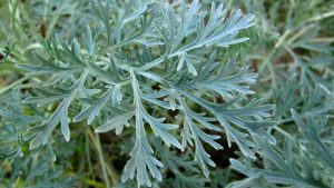 Uzgoj Pelina: Sve Što Trebate Znati o Artemisia Absinthium