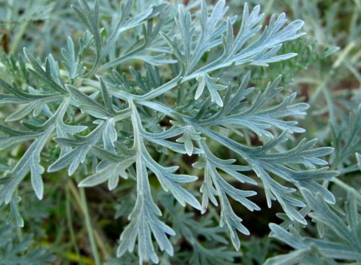 Uzgoj Pelina: Sve Što Trebate Znati o Artemisia Absinthium