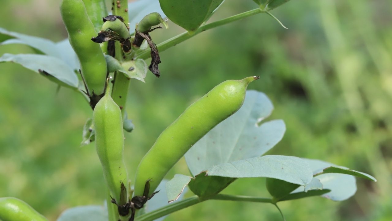 Bobica (Vicia Faba Minor): Tradicionalna Dalmatinska Mahunarka i Superhrana