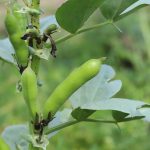 Bobica (Vicia Faba Minor): Tradicionalna Dalmatinska Mahunarka i Superhrana