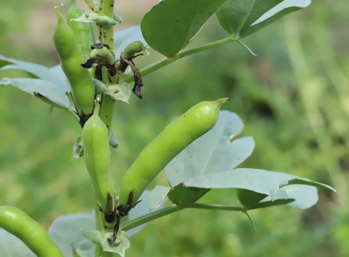 Bobica (Vicia Faba Minor): Tradicionalna Dalmatinska Mahunarka i Superhrana