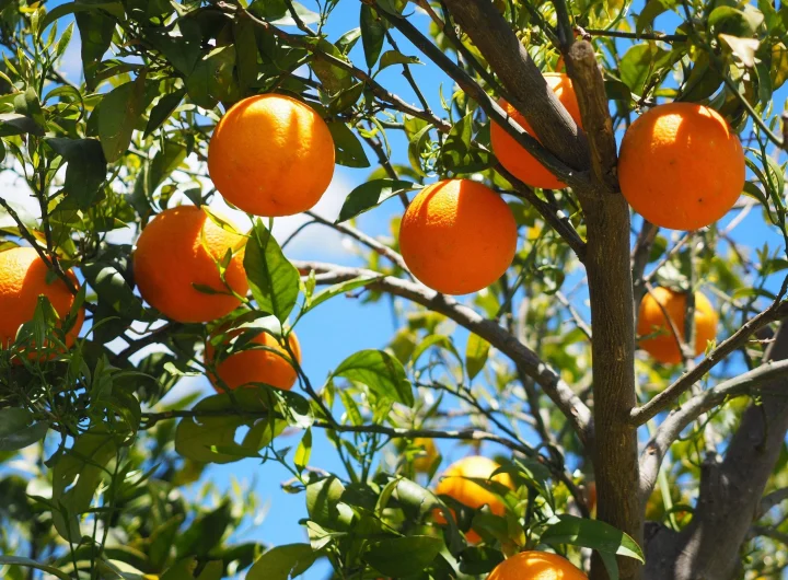 Ljutе Naranče u Dalmaciji i Mediteranu: Povijest, Uzgoj, Kulinarstvo i Zdravstvene Prednosti