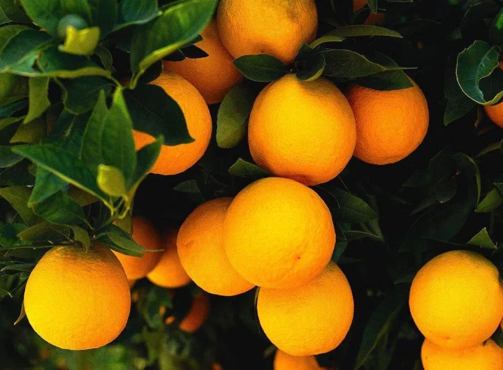 Naranče u Dalmaciji i Mediteranu: Uzgoj, Sorte i Gastronomska Primjena