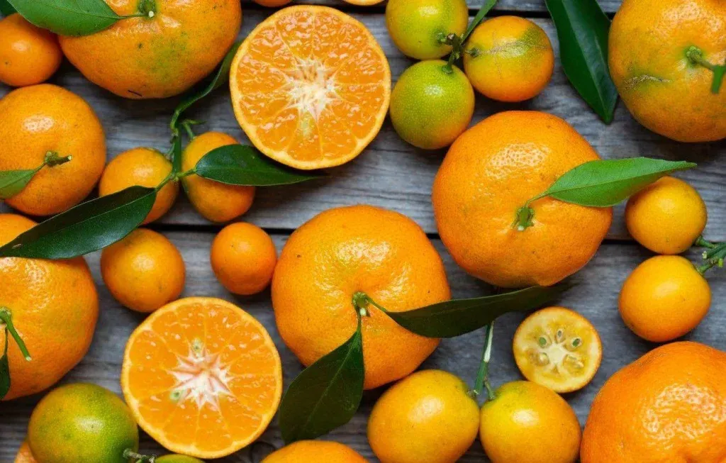 Mandarina: Sve o Sortama u Hrvatskoj i Svijetu, Uzgoju, Okusu i Gospodarskom Značaju