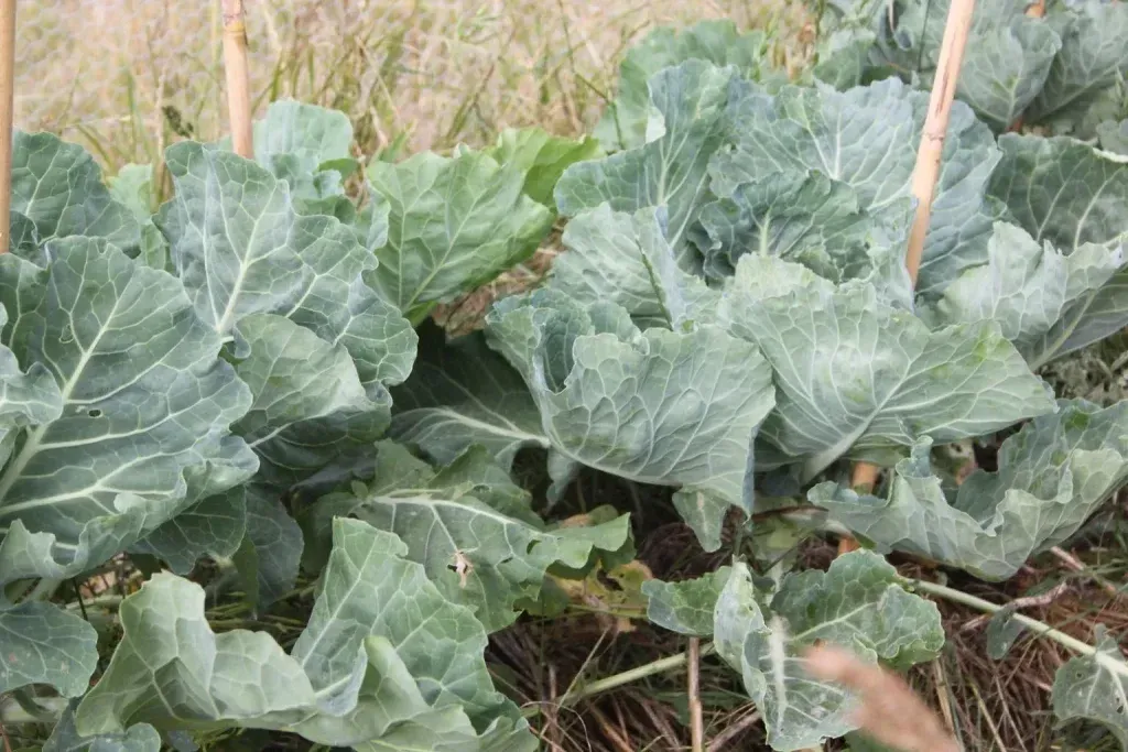 Sadnja Raštike u Jesen – Vodič za Uspješan Uzgoj, Nutritivne Vrijednosti i Priprema