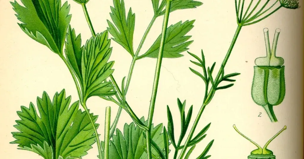 Anis – Sve što Trebaš Znati o Aromatičnom Začinu: Podrijetlo, Uzgoj, Ljekovitost i Kulinarstvo (Kompletan Vodič)