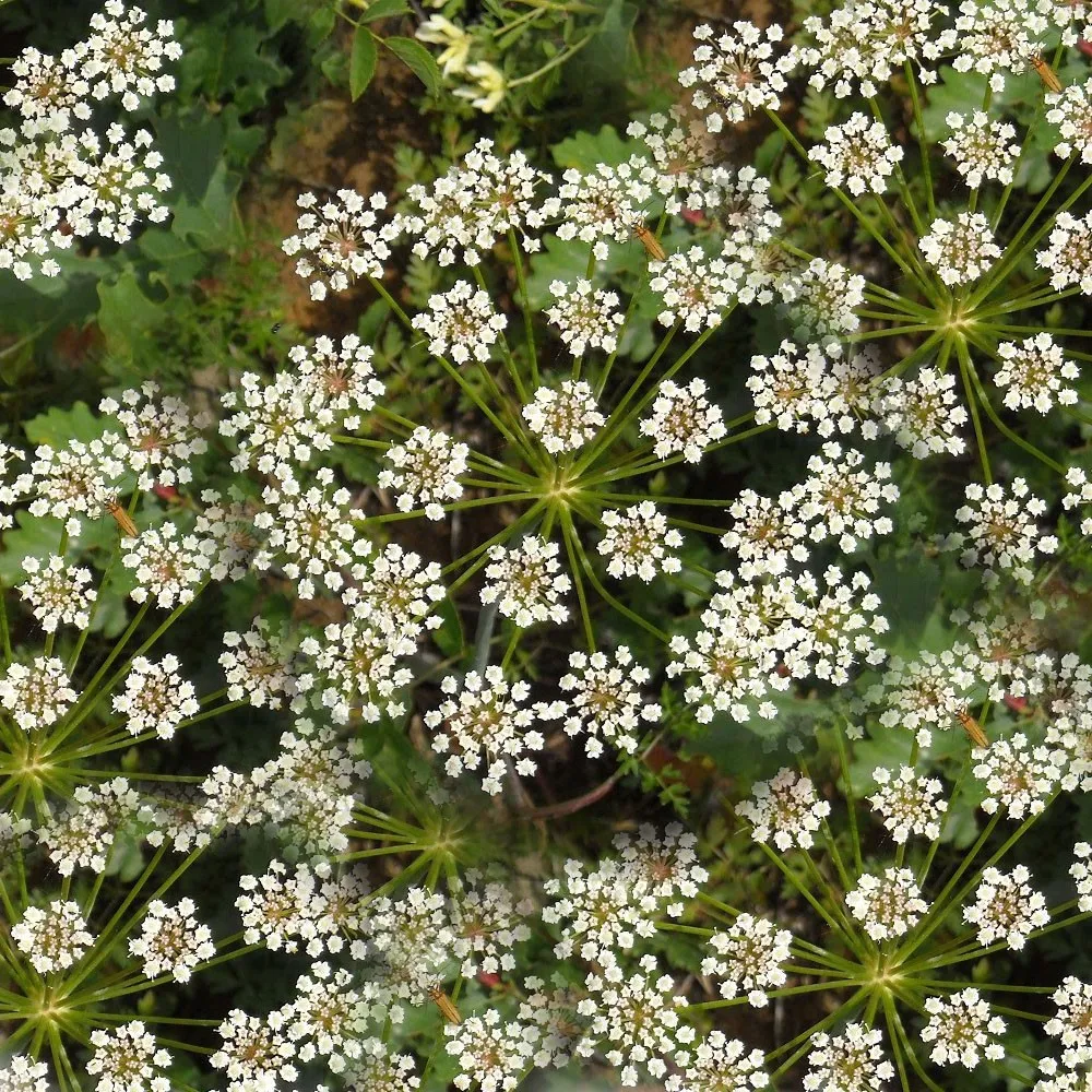 Anis – Sve što Trebaš Znati o Aromatičnom Začinu: Podrijetlo, Uzgoj, Ljekovitost i Kulinarstvo (Kompletan Vodič)