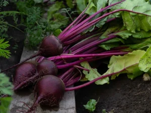 Vrste i Sorte Repe – Vodič za Sadnju, Uzgoj i Kulinarsku Upotrebu