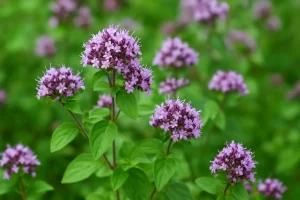 Divlji Origano – Sve o Njegovim Svojstvima, Uzgoju i Primjeni