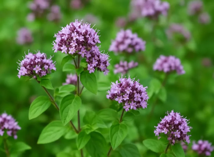 Divlji Origano – Sve o Njegovim Svojstvima, Uzgoju i Primjeni