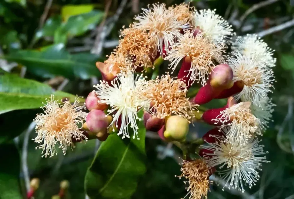 Klinčić (Syzygium Aromaticum): Sveobuhvatan Vodič o Povijesti, Ljekovitosti, Upotrebi i Uzgoju Jednog od Najmoćnijih Začina na Svijetu