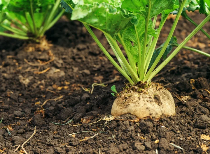 Šećerna Repa – Povijest, Uzgoj, Sorte i Primjena u Prehrani i Industriji