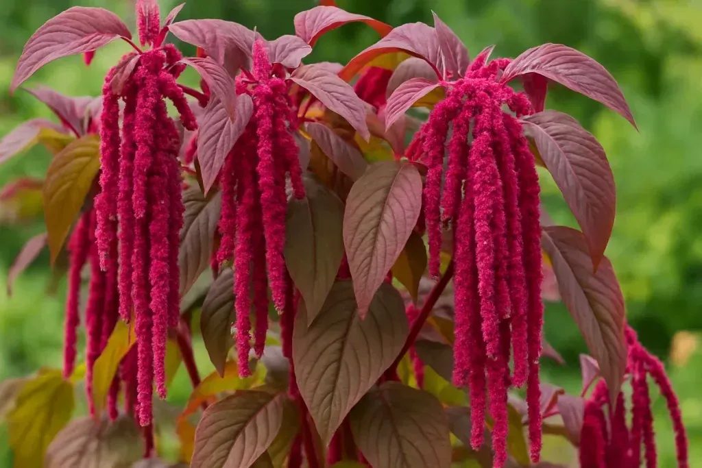 Amarant – Drevna Superhrana Budućnosti