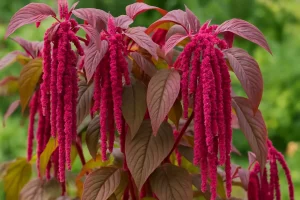 Amarant – Drevna Superhrana Budućnosti