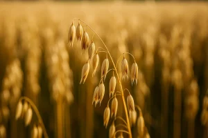 Zob – Nutritivna Moćna Žitarica za Zdravlje, Energiju i Održiv Život